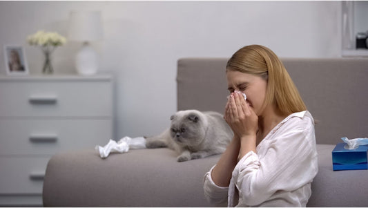 Comment enlever les poils d 'animaux sur un canapé ?